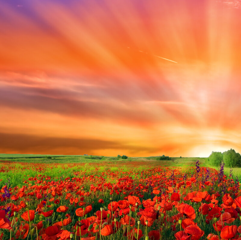 Red Poppy Field — Dramatic, Sunset, Photograph, Sky, Clouds, Trees