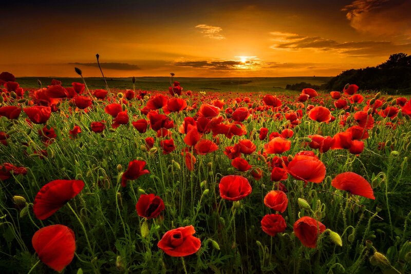 Red Poppy Field — Dramatic, Sunset, Photograph, Sky, Grass