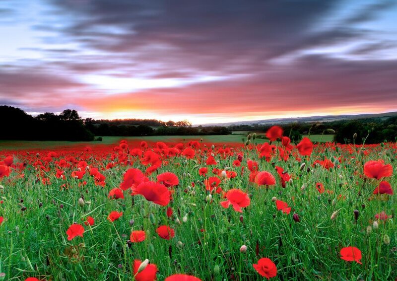 Red Poppy Field — Dramatic, Sunset, Photograph, Sky