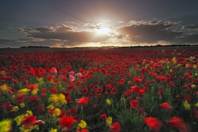 Red Poppy Field — Dramatic, Sunset, Photograph, Sun, Clouds, Grass