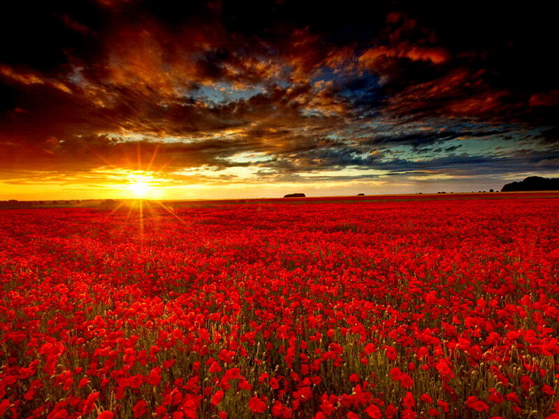 Red Poppy Field — Dramatic, Sunset, Photograph, Sun, Clouds, Horizon