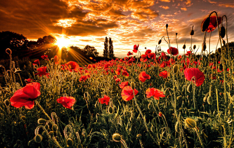 Red Poppy Field — Dramatic, Sunset, Photograph, Sun, Clouds