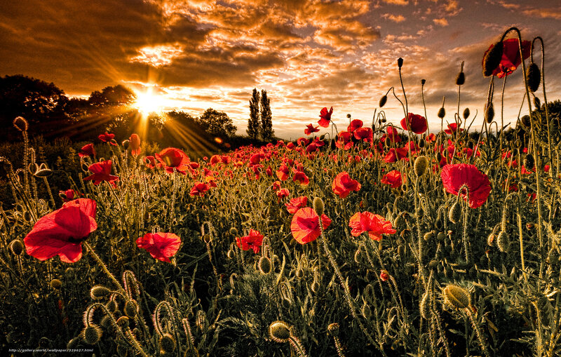 Red Poppy Field — Dramatic, Sunset, Photograph, Sun, Clouds, Trees, Sky