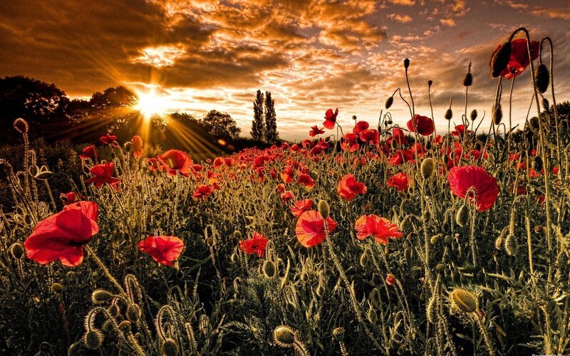 Red Poppy Field — Dramatic, Sunset, Photograph, Sun, Clouds, Trees