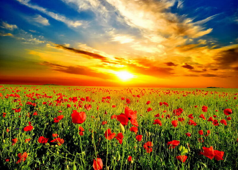 Red Poppy Field — Dramatic, Sunset, Photograph, Sun, Sky