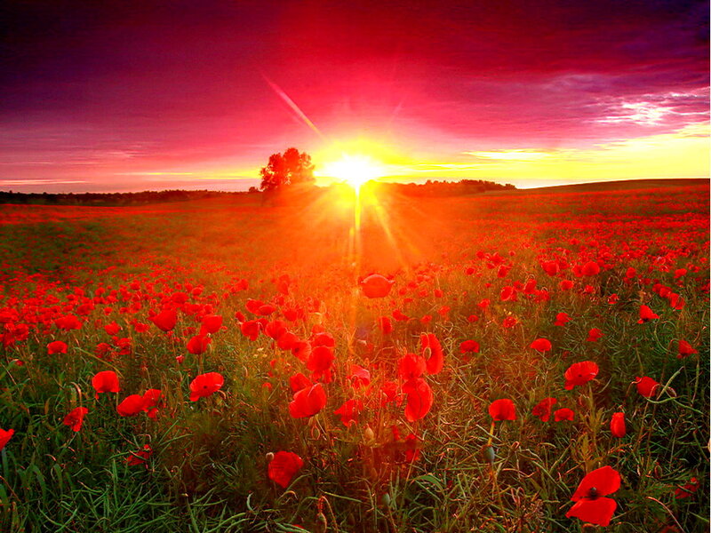 Red Poppy Field — Dramatic, Sunset, Photograph, Sun