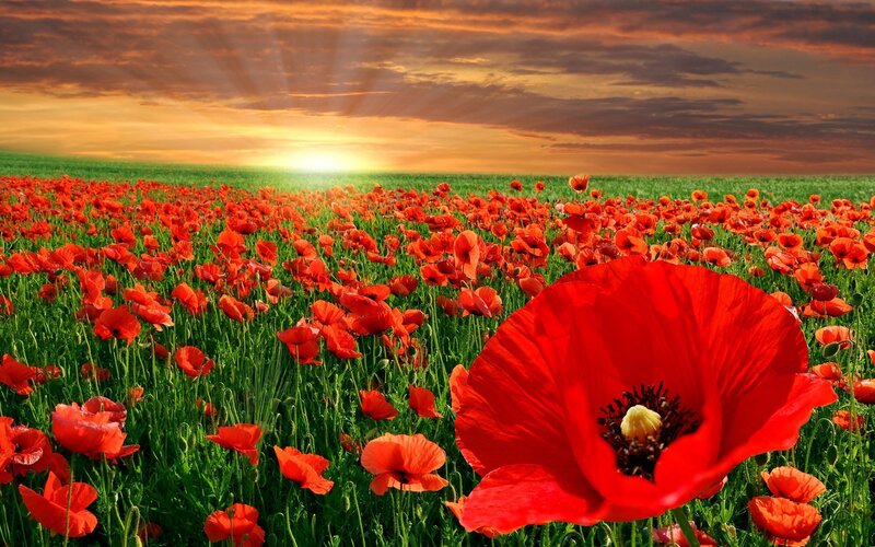 Red Poppy Field — Dramatic, Sunset, Photograph, Sunrise, Sky