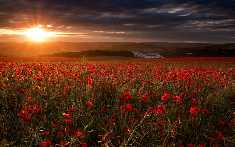 Red Poppy Field — Dramatic, Sunset, Photograph, Sunrise