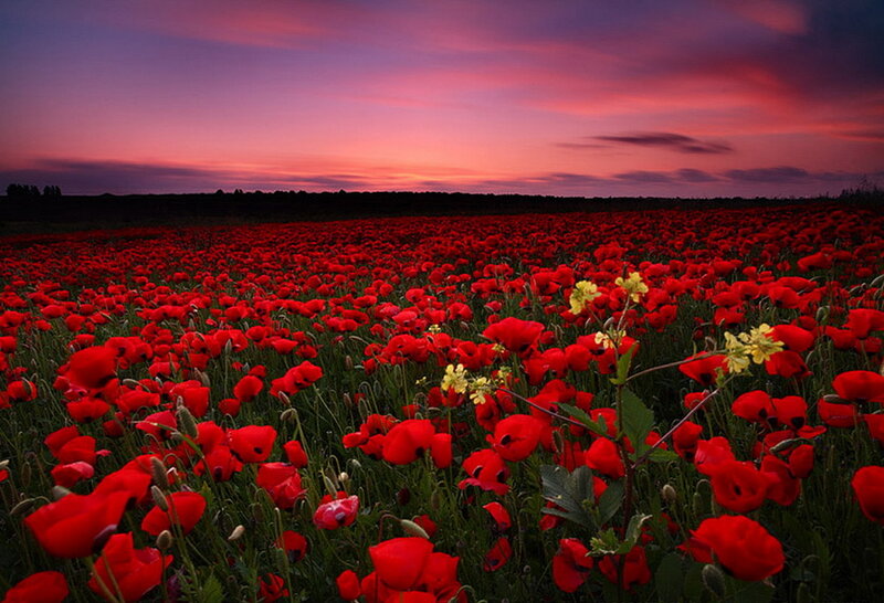 Red Poppy Field — Dramatic, Sunset, Photograph