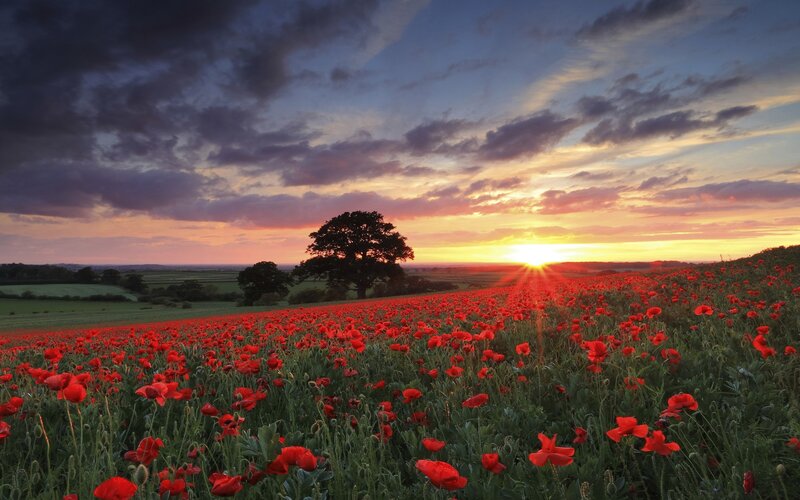 Red Poppy Field — Dramatic, Sunset, Photograph, Tree, Sun