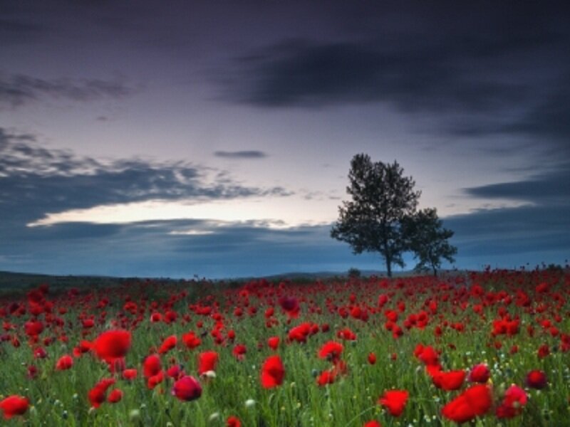 Red Poppy Field — Dramatic, Sunset, Photograph, Tree