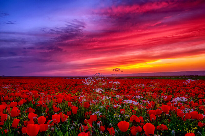 Red Poppy Field — Dramatic, Sunset, Photograph, Wildflowers