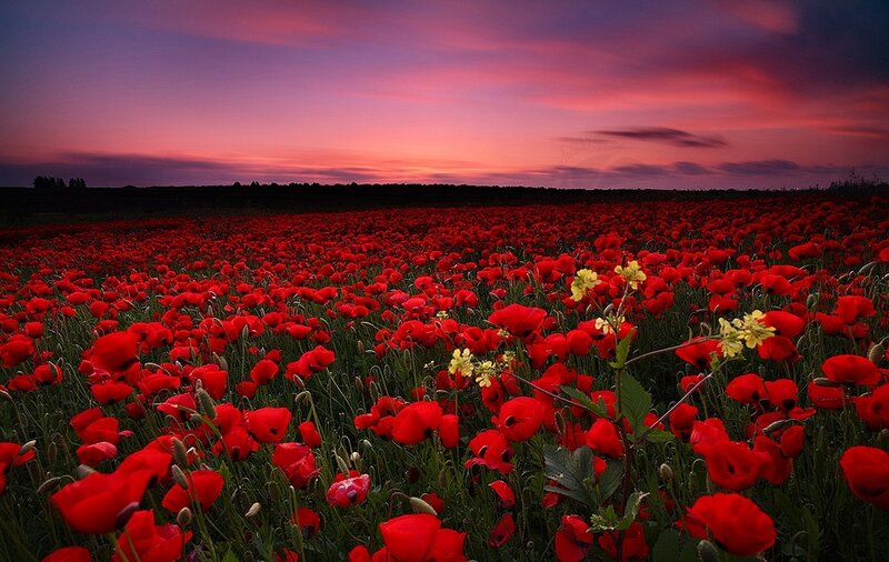 Red Poppy Field — Dramatic, Sunset, Photograph, Yellow Flowers, Sky, Clouds