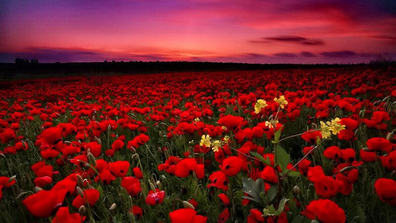 Red Poppy Field — Dramatic, Sunset, Photograph, Yellow Flowers, Sky