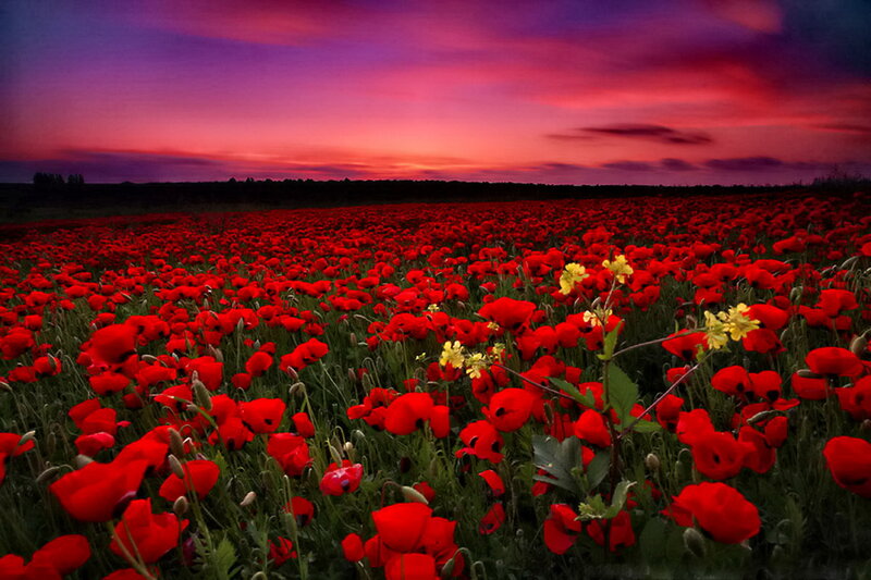 Red Poppy Field — Dramatic, Sunset, Photograph, Yellow Flowers
