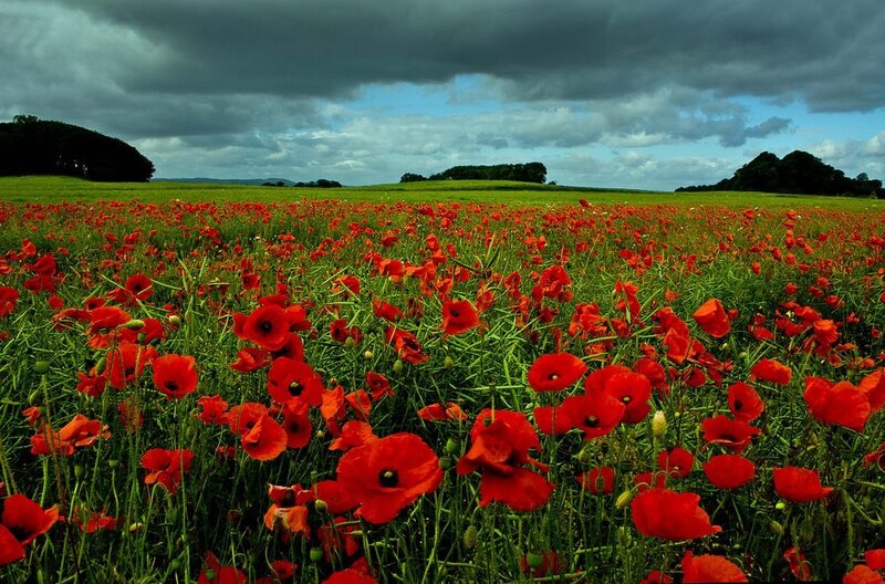 Red Poppy Field — Dramatic