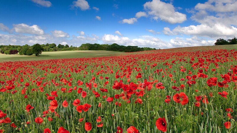 Red Poppy Field — Green Grass