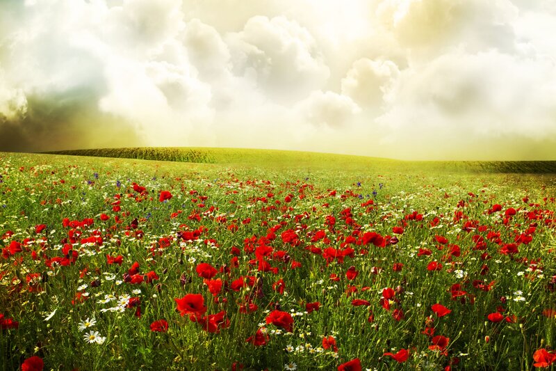 Red Poppy Field — Green, Serene, Afternoon, Photograph, Daisies