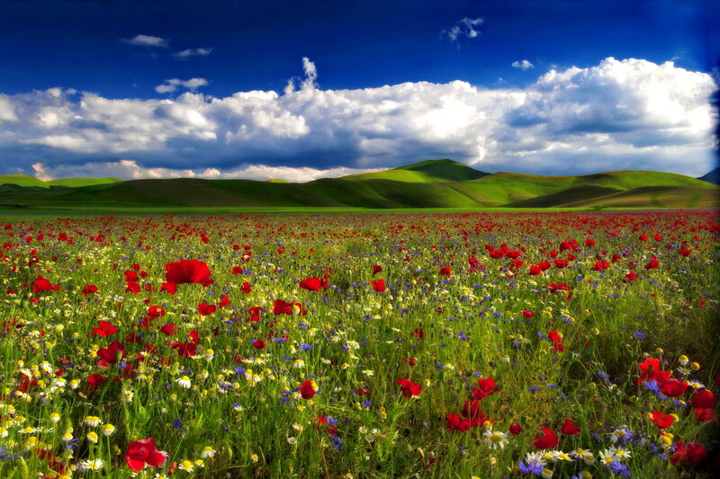 Red Poppy Field — Green, Serene, Afternoon, Photograph