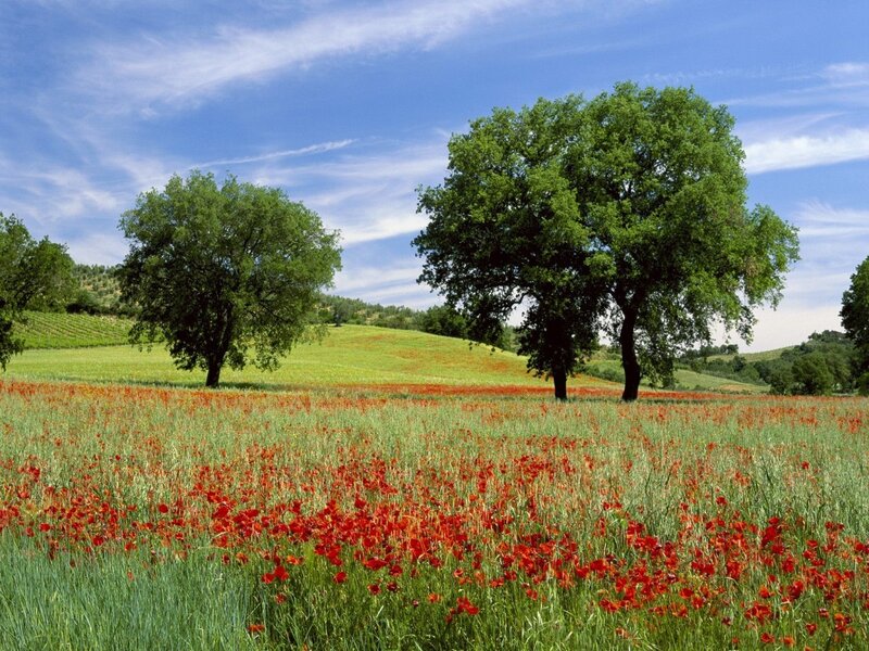 Red Poppy Field — Green, Serene, Afternoon, Photograph, Trees