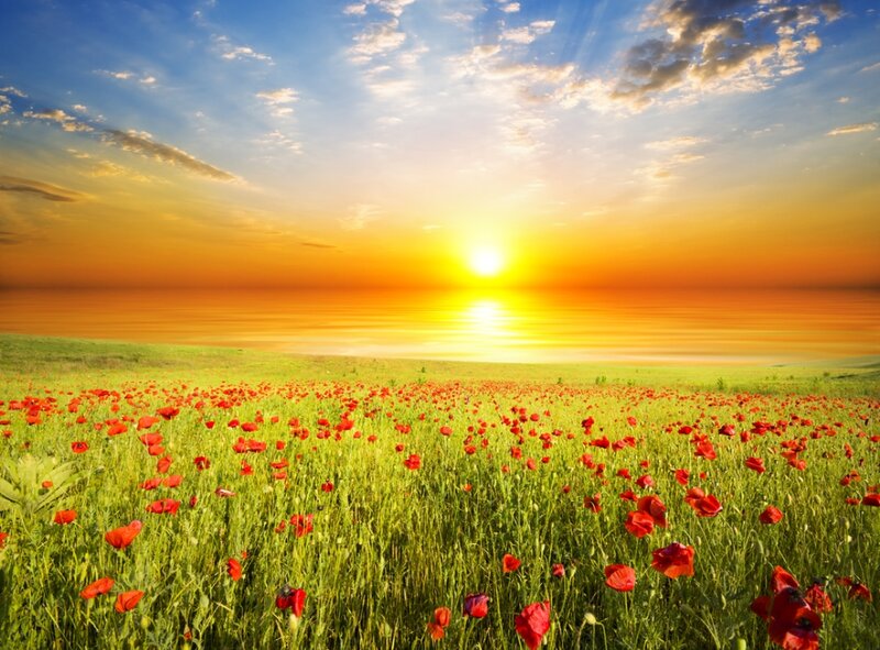 Red Poppy Field — Green, Serene, Sunset