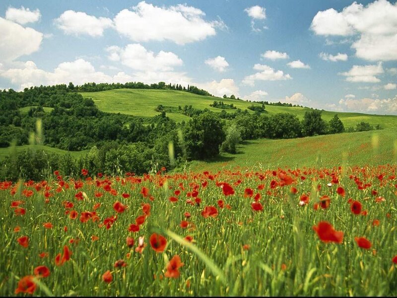 Red Poppy Field — Green, Serene