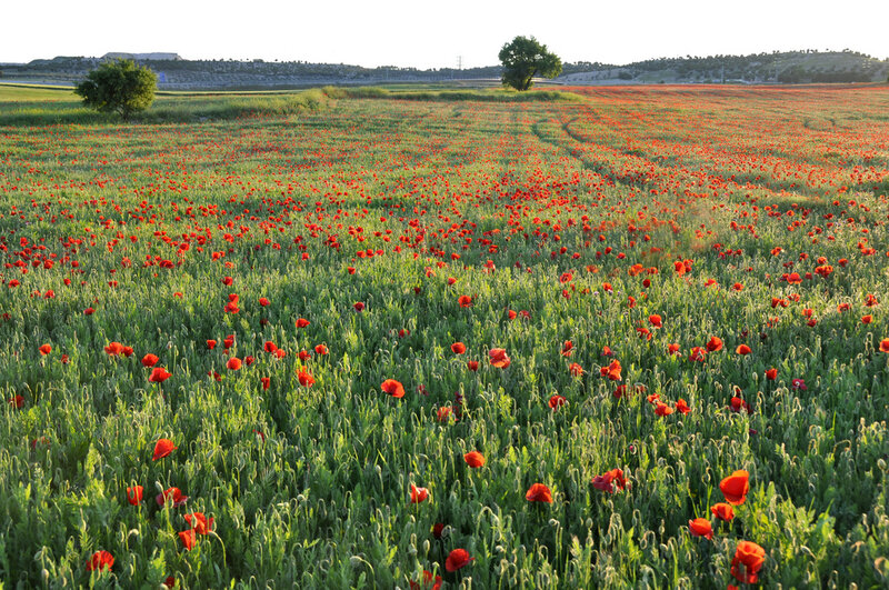 Red Poppy Field — Green