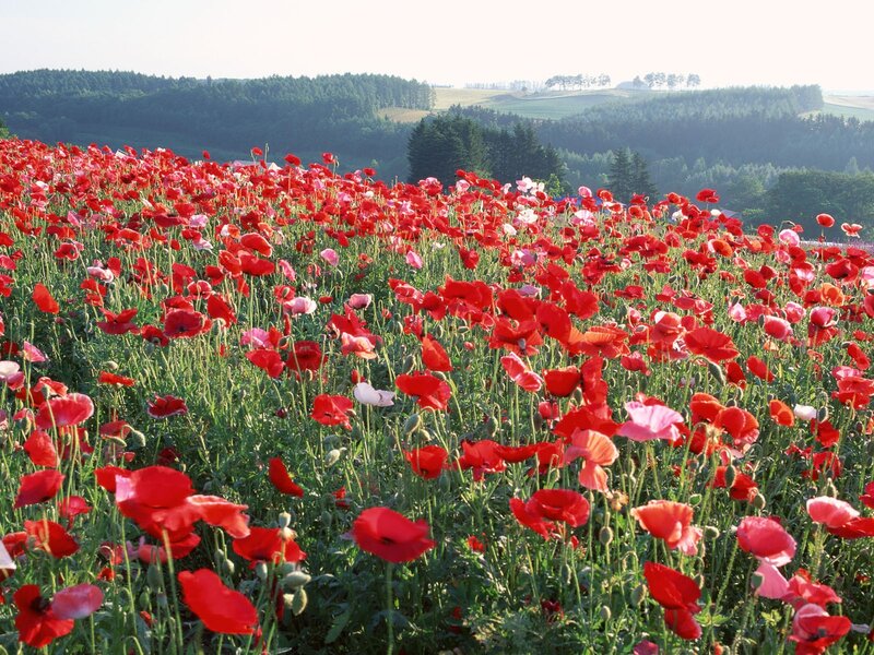Red poppy field in a valley