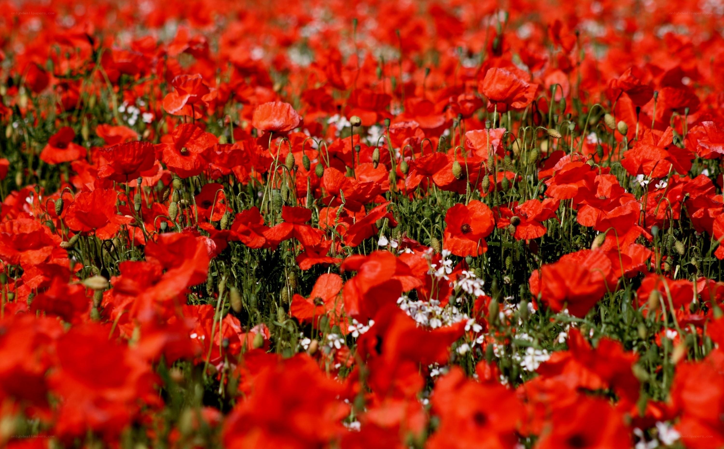 Red poppy field in bloom