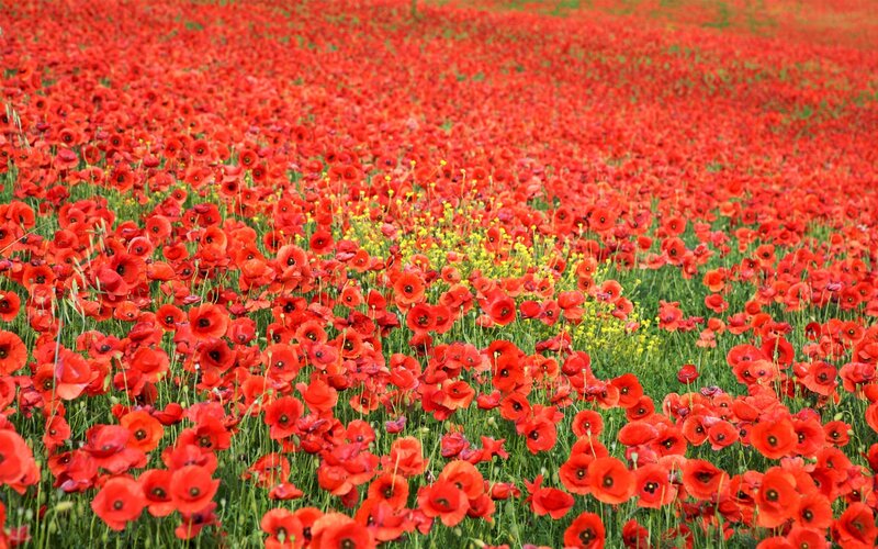 Red poppy field in bloom