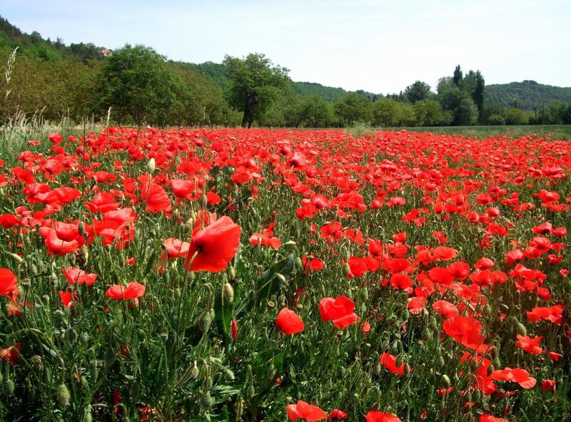 Red poppy field in bloom