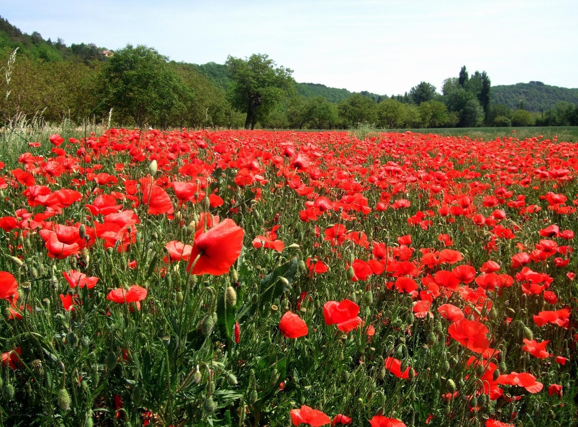 Red poppy field in bloom
