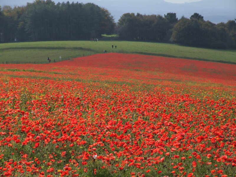 Red poppy field in countryside
