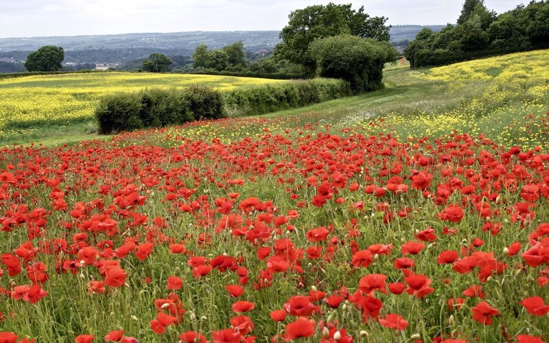 Red poppy field in countryside