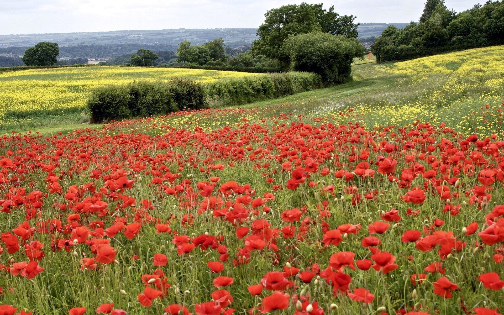 Red poppy field in countryside