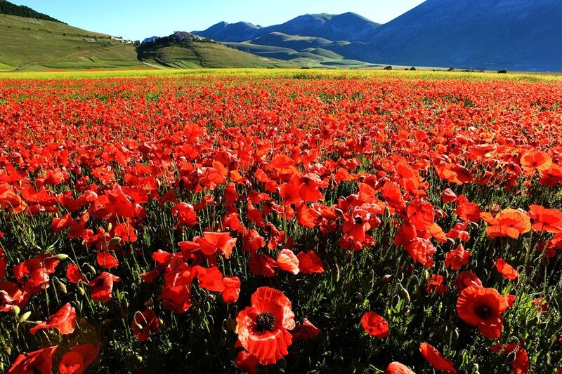 Red poppy field in Italy