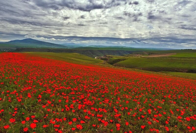Red poppy field in rolling hills