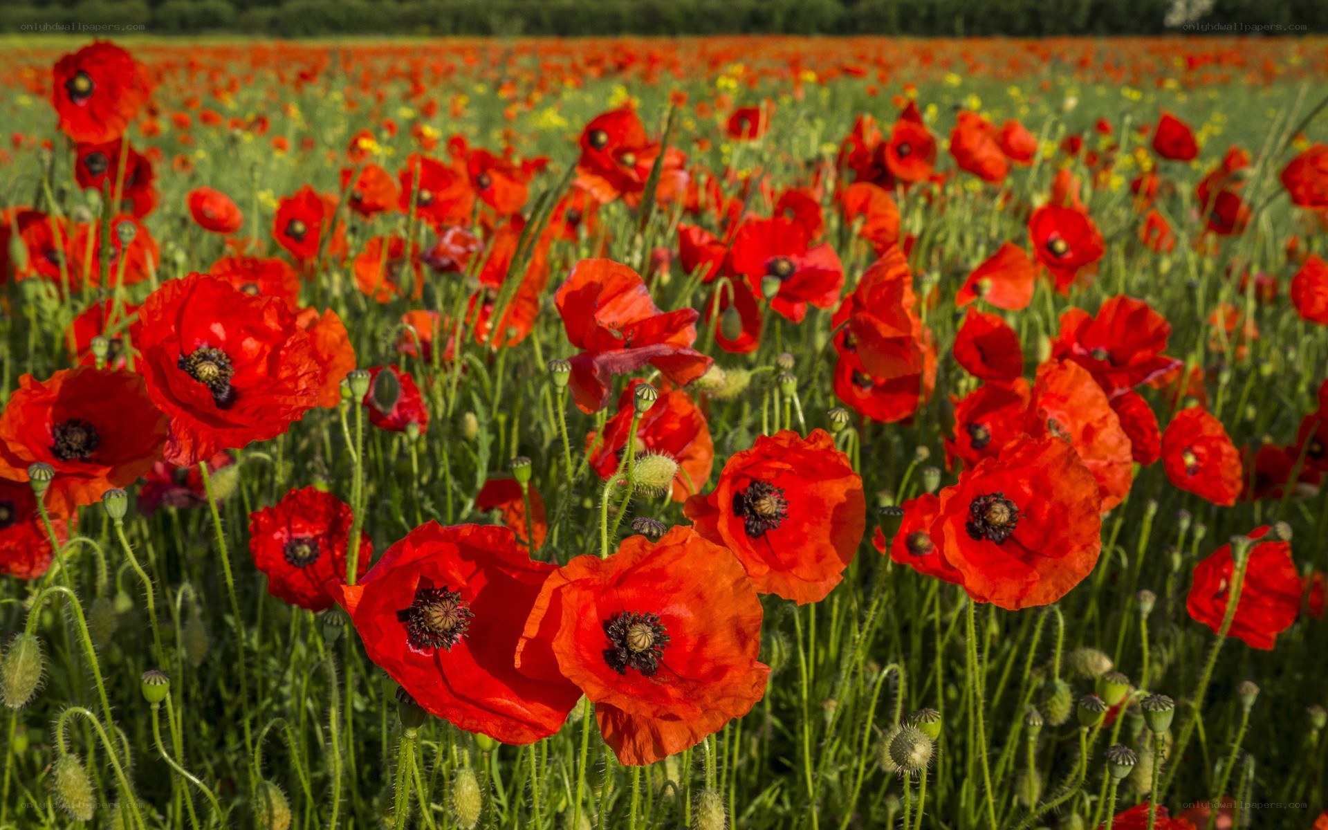 Red poppy field in sunlight