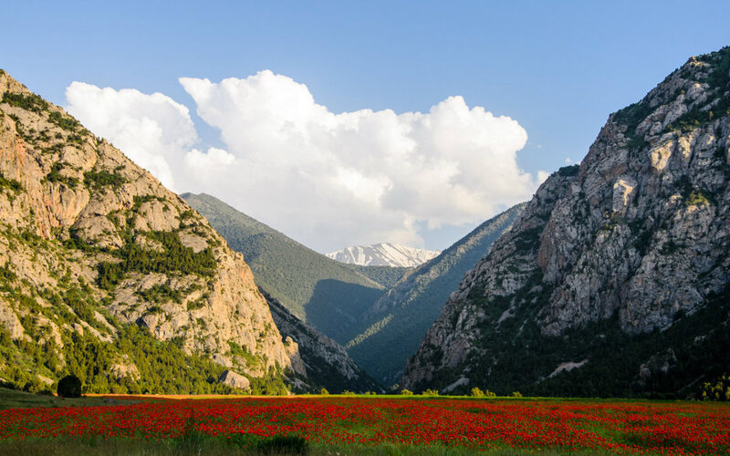 Red Poppy Field in Valley