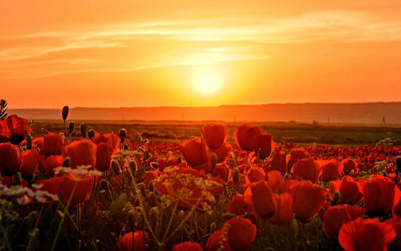 Red Poppy Field — Orange, Serene