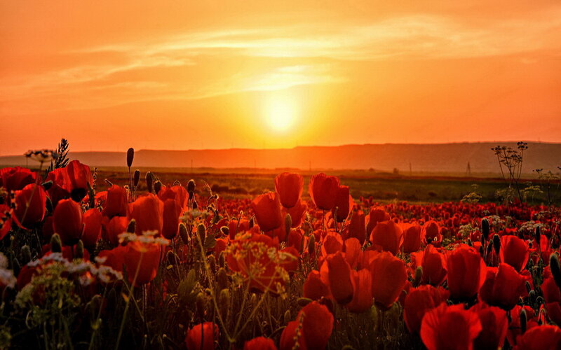 Red Poppy Field — Orange