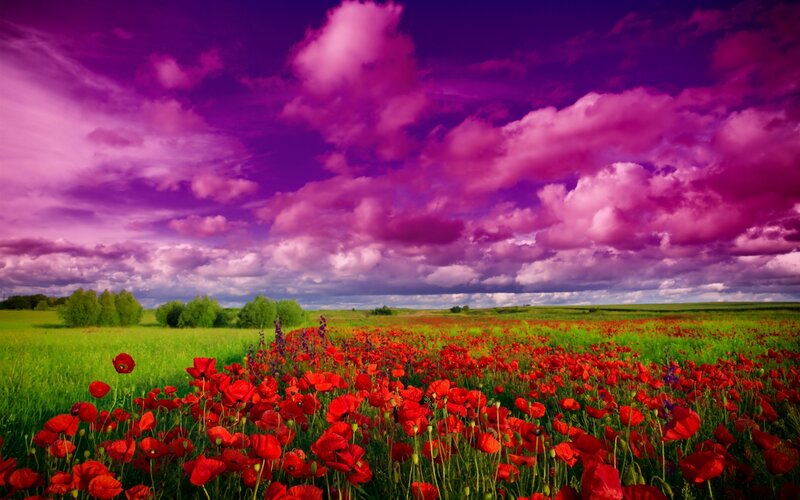Red Poppy Field — Purple, Dramatic, Afternoon