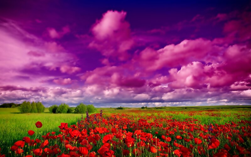 Red Poppy Field — Purple, Dramatic