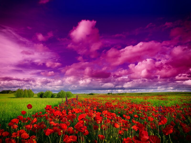 Red Poppy Field — Purple