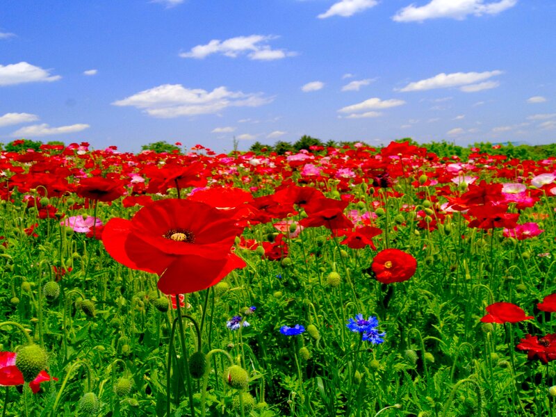 Red Poppy Field — Serene, Afternoon, Photograph, Blue Flowers