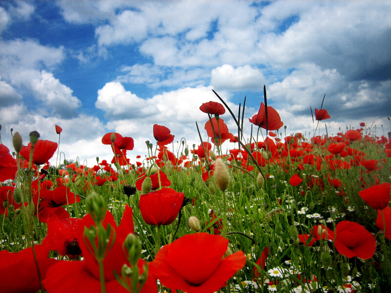 Red Poppy Field — Serene, Afternoon, Photograph, Clouds