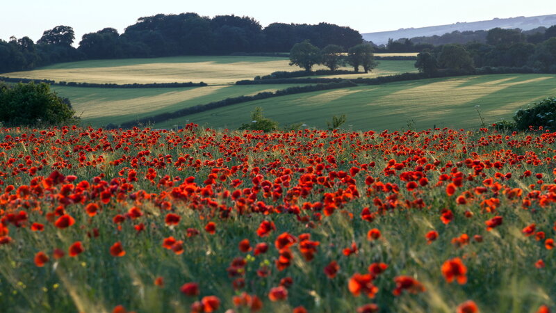 Red Poppy Field — Serene, Afternoon, Photograph, Fields