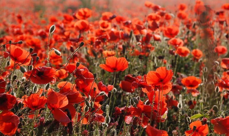 Red Poppy Field — Serene, Afternoon, Photograph, Flowers