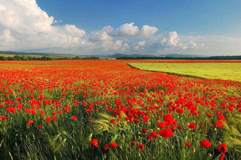 Red Poppy Field — Serene, Afternoon, Photograph, Green Grass, Clouds