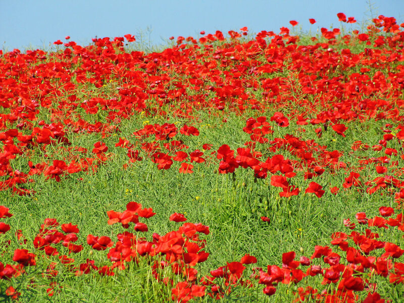 Red Poppy Field — Serene, Afternoon, Photograph, Green Grass